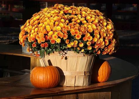 Celebrating the season with fall mums ???????? Learn how to care for these autumn beauties!