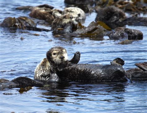 Baby Sea Otter Holding Hands