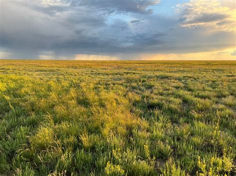 Protecting Kazakhstan’s grasslands steppes in face of future uncertainty - Altyn Dala ...