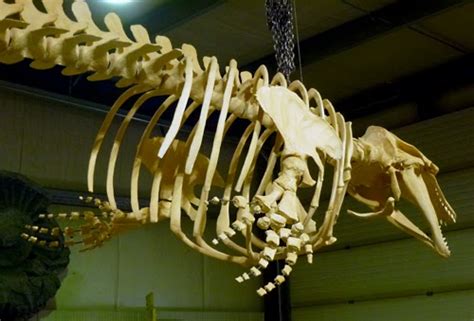 Robert S. Pohl ... : Beluga Whale Skeleton