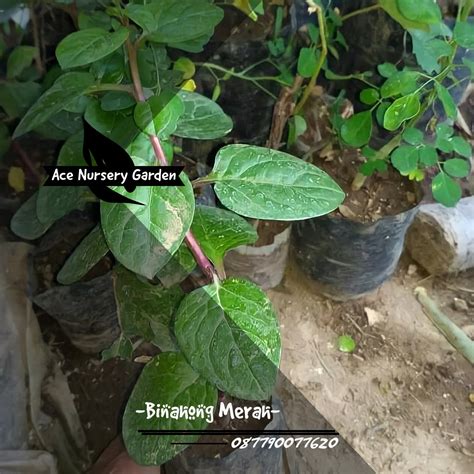 Tanaman Binahong Merah - Ace Nursery Garden