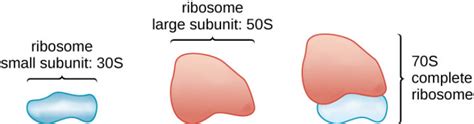 Ribosome: Types, Structure and Functions | Biology EduCare