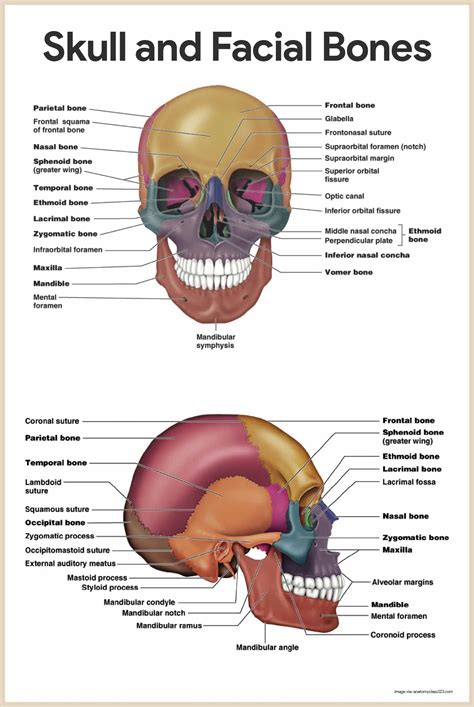 Human Anatomy And Physiology Chapter 8 Joints