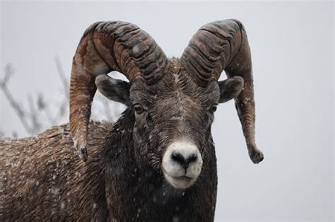 10 Bighorn sheep hunting tips [know before you go!] | N1 Outdoors