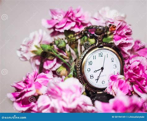 Ten O`clock Flowers-Portulaca Grandiflora- Eleven O`clock Flowers Stock Image | CartoonDealer ...