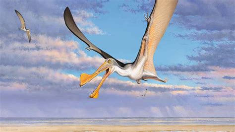 Australia’s oldest pterosaur fossils include first juvenile