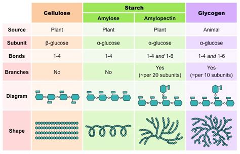 Structure Of Monosaccharides Disaccharides And Polysaccharides