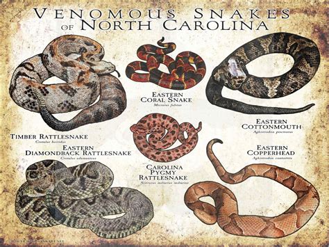 Venomous Snakes of North Carolina Poster Print