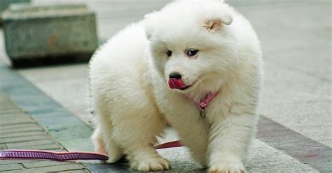 11 Jenis Anjing Peliharaan Paling Lucu Dan Terpopuler No 6 Paling Imut ...