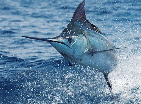 Costa Rica Fishing Species - Pacific Blue Marlin – FECOP -The Sport Fishing Voice of Costa Rica