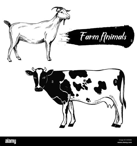 Hand drawn sketch style goat and cow. Vector illustration isolated on ...