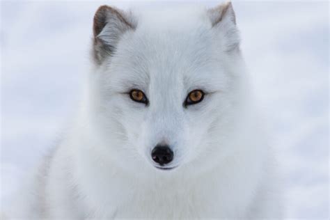 Arctic Fox Facts for Kids | Polar Foxes | Snow Fox | Artic Animals