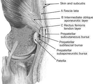 New insights into the soft-tissue anatomy anterior to the patella - The Lancet