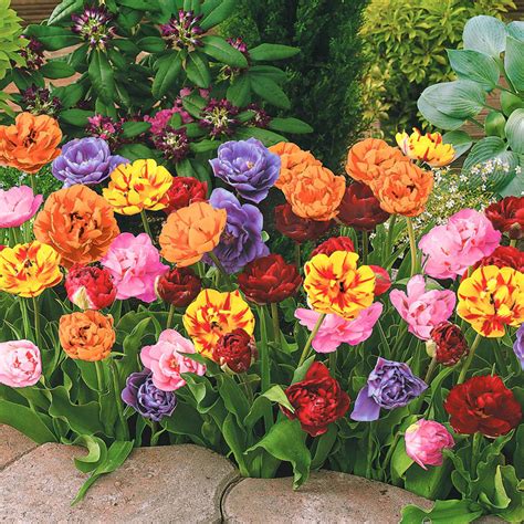 Peony-flowering Tulip Collection - Red, Orange, Yellow, Pink and Violet | Breck's