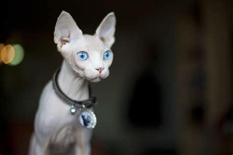 Sphynx: Cat Breed Profile, Characteristics & Care