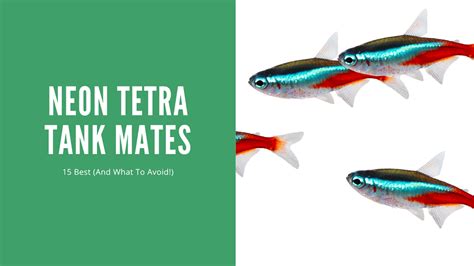 Neon Tetra Tank Mates - 15 Great Choices - AquariumStoreDepot