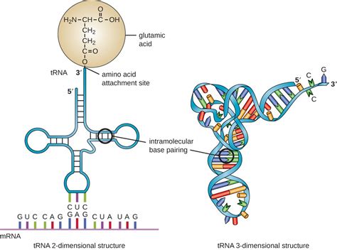 Structure Of Mrna Trna And Rrna | www.pixshark.com - Images Galleries With A Bite!