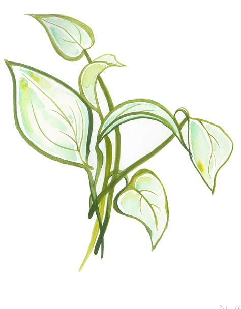 Ivy Plant Drawing | Free download on ClipArtMag