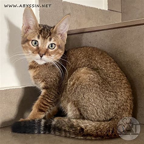 Chausie kitty is ready to move! | Cattery SINDYCAT