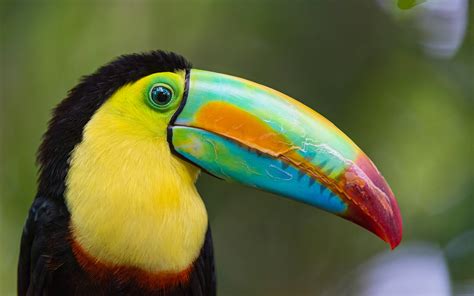 Toucan Bird wallpaper | 2880x1800 | #59200