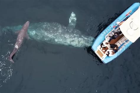 Gray Whale Gives Birth in Front of Boats Filled with Amazed Onlookers in California — Watch!