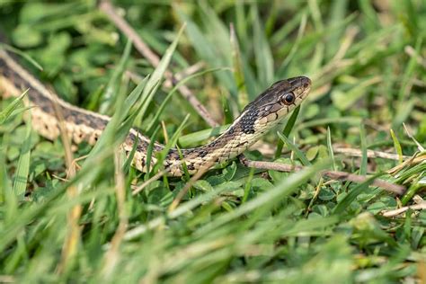 DIY Snake Repellent Methods For Your Home | Snake Removal