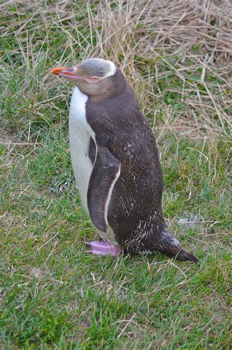 New Zealand: Rare Animals on the Otago Peninsula