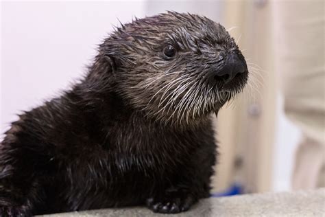 Shedd's Adorable Sea Otter Pups Have Names After Nearly 20,000 Votes ...