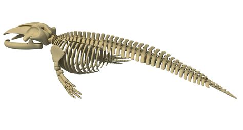 Blue Whale Skeleton - 3D Model by 3D Horse