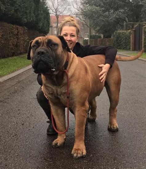 10+ Of The World's Largest Dog Breeds | Bull mastiff dogs, Big dog breeds, Large dog breeds