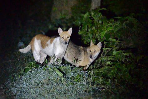 Jackal and Domestic Dog Hybrid, Howrah, West Bengal | Conservation India