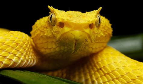 Yellow eyelash pit viper (Bothriechis schlegelii) | Pit viper, Beautiful snakes, Viper