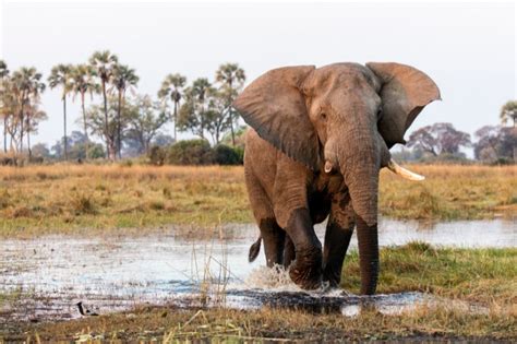 Botswana Wildlife Travel | Really Wildlife