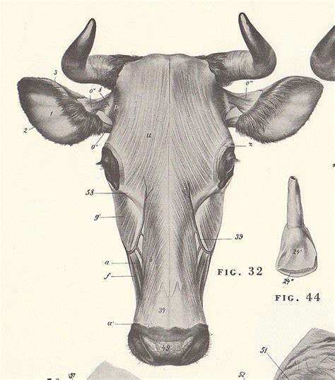 Cow Head Anatomy Image Search Results | Animal cruelty art, Animal drawings, Cow photography