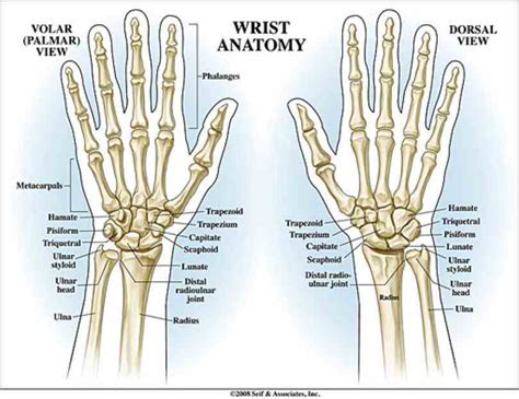 Anatomy Of The Wrist Bones | MedicineBTG.com