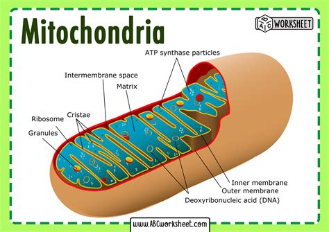 Structure and Parts of a Mitochondria