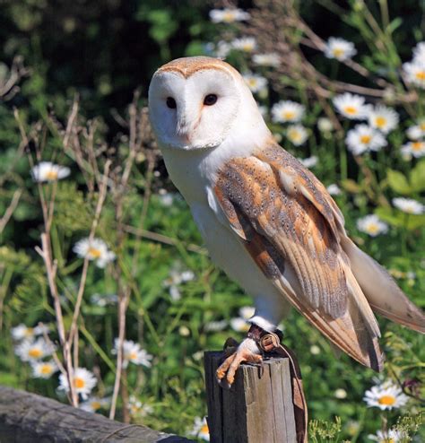 Barn Owl Free Stock Photo - Public Domain Pictures