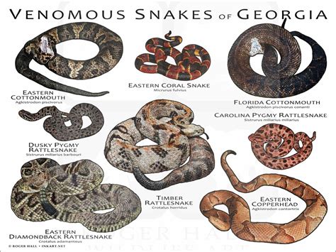 Venomous Snakes of Georgia Poster Print