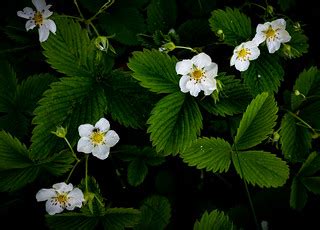 Forest flowers | Adobe CameraRAW | Oleg Afonin | Flickr