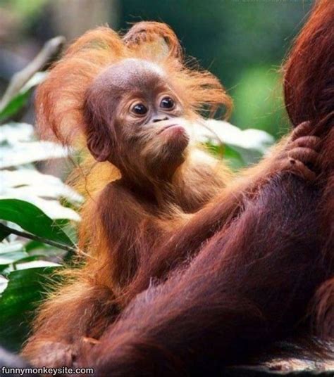 Crazy Hair - Funny Monkey Pictures