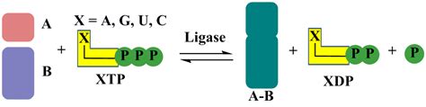 Ligase Enzyme Function : Steps of the nick sealing reaction catalyzed ...