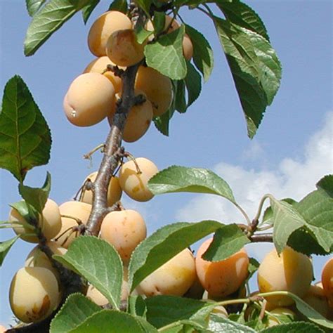 Oullins Golden Gage Greengage Trees | Soft Fruit Plants | Kings Seeds