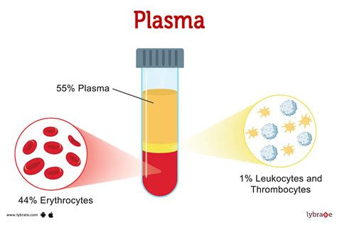 Plasma (Human Anatomy): Picture , Functions, Diseases and Treatments