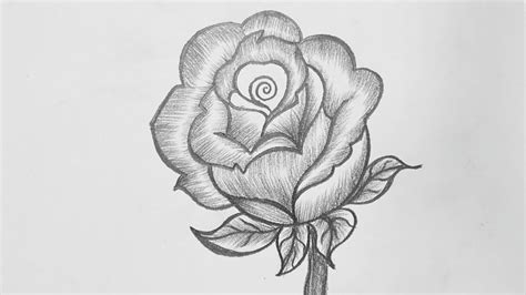 Rose Flower Pencil Drawing Images : Image Result For Rose Pencil ...