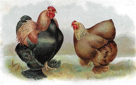 Poultry Breeds - Livestock - Small Farmer's JournalSmall Farmer's Journal