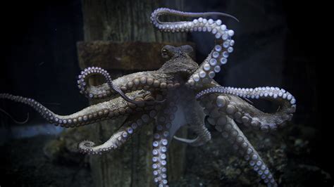 Picture-Taking Octopus