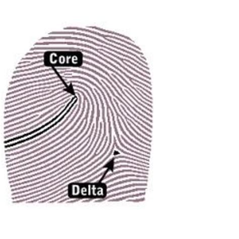 3: Basic patterns of fingerprints-(a) Ulnar Loop (b) Radial Loop (c ...