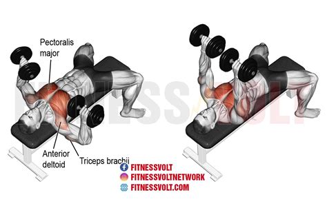 Dumbbell Bench Press Workout Routine | EOUA Blog