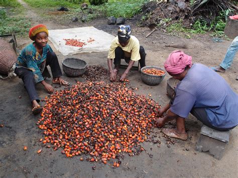 Nature Cameroon: December 2012