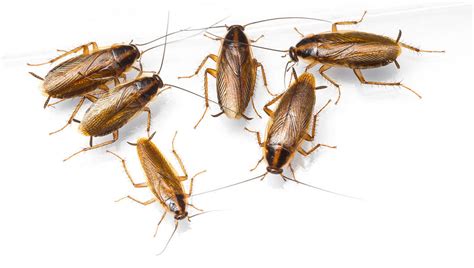 Three Types Of Cockroaches In Colorado - NOCO Pest & Wildlife Control